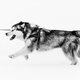 Illustration for article titled 41 Beautiful Black & White Photos